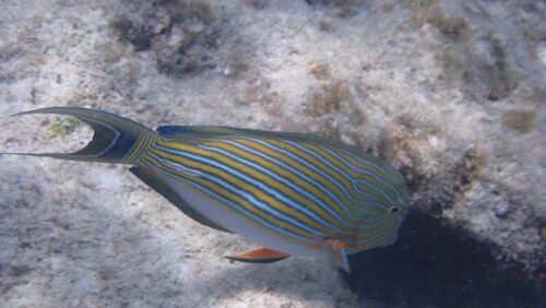 Striped Surgeonfish — seen at this dive site