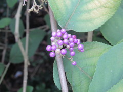 Callicarpa tomentosa