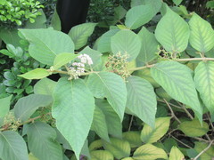 Callicarpa tomentosa