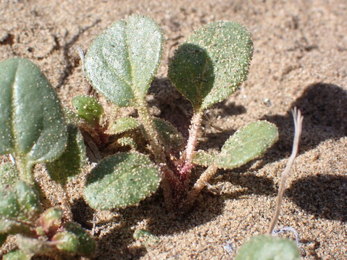 Image of Abronia mellifera by (c) elik03, some rights reserved (CC BY)