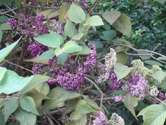 Callicarpa tomentosa