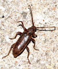Trichoferus campestris