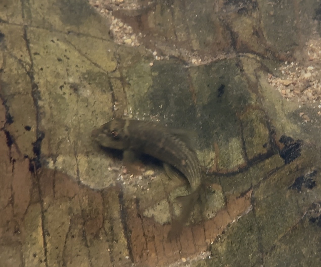 Garra fuliginosa