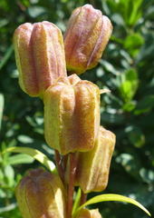 Fritillaria camschatcensis