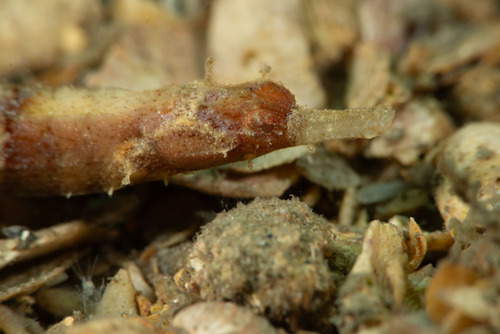 Whitenose pipefish (Cosmocampus albirostris) — Syngnathidae — 3