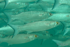 White Mullet photo 1
