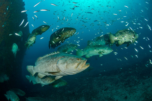 Goliath-tandbaars (Epinephelus itajara) — Serranidae