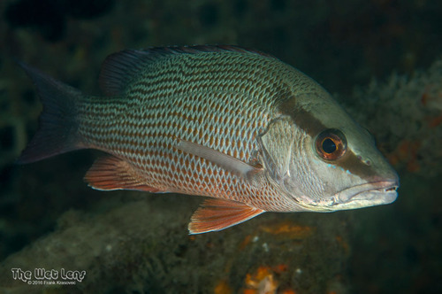 Gray Snapper