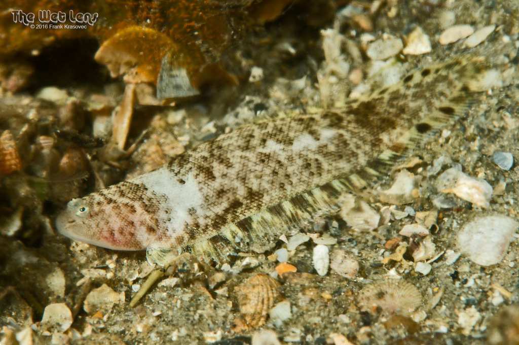 Spottedfin Tonguefish (Symphurus diomedeanus) — Cynoglossidae