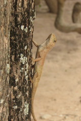 Calotes versicolor