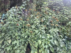 Leonotis nepetifolia