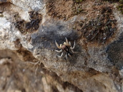 Aelurillus v-insignitus