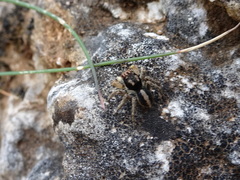 Aelurillus v-insignitus