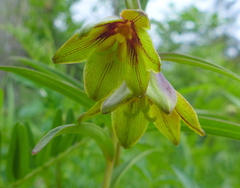 Fritillaria camschatcensis