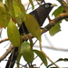 Blue-faced Malkoha - Photo (c) Joby Joseph, some rights reserved (CC BY-NC-SA)