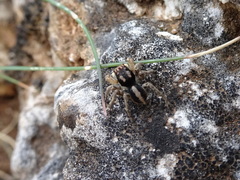 Aelurillus v-insignitus