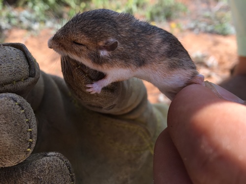 Heteromyidae