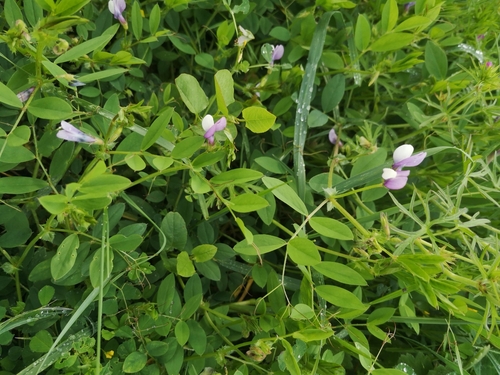 Foto de Ervilhaca