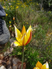 Tulipa sylvestris australis