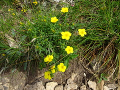 Linum campanulatum