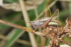 Conocephalus albescens