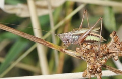 Conocephalus albescens