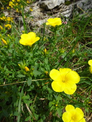Linum campanulatum