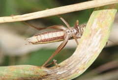 Conocephalus albescens