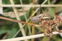 Conocephalus albescens