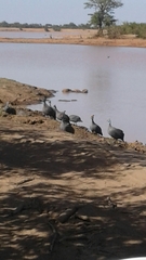 Numida meleagris mitratus