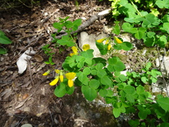 Cytisophyllum sessilifolium