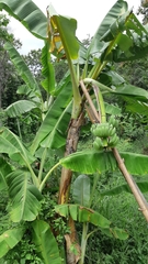 Musa