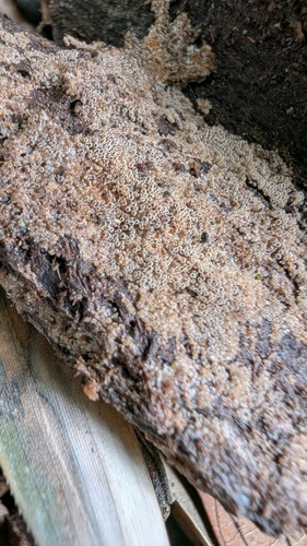 Resupinatus poriaeformis