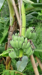 Musa