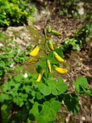 Cytisophyllum sessilifolium