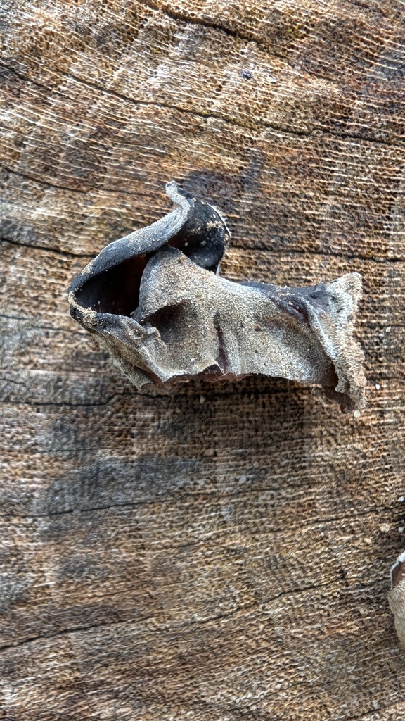 Auricularia polytricha · March 2025 · photo: © atsushi_nakajima_cirque (iNaturalist, cc-by)