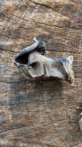 Auricularia polytricha