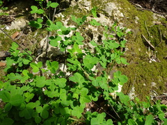 Cytisophyllum sessilifolium