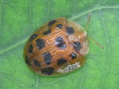 Laccoptera sedecimnotata