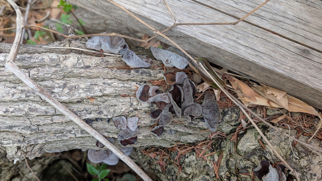 Auricularia polytricha · March 2025 · photo: © atsushi_nakajima_cirque (iNaturalist, cc-by)