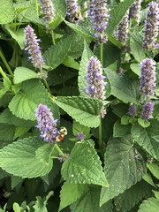 Bombus huntii