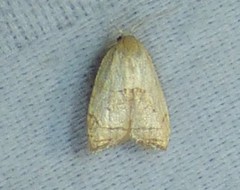 Coelostathma discopunctana