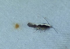 Agnippe prunifoliella