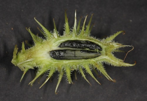 Xanthium strumarium iNat (3)