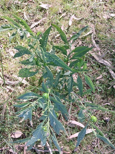 Jerusalem cherry