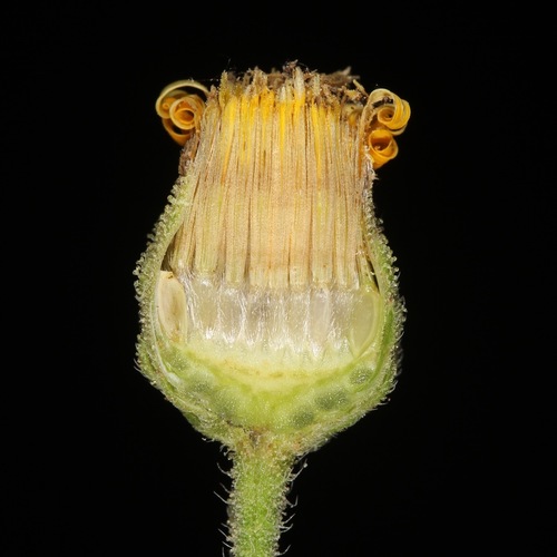 Heterotheca subaxillaris iNat (1)