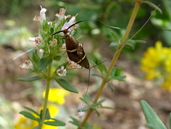 Adela australis
