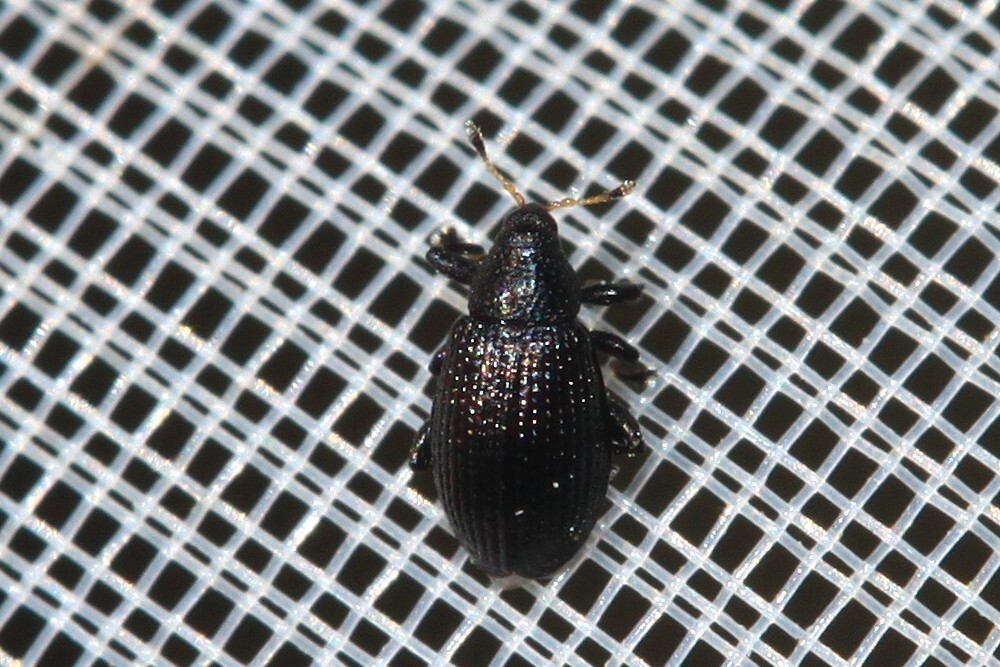 Rhamphus pulicarius