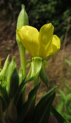 Oenothera biennis