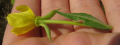 Oenothera biennis